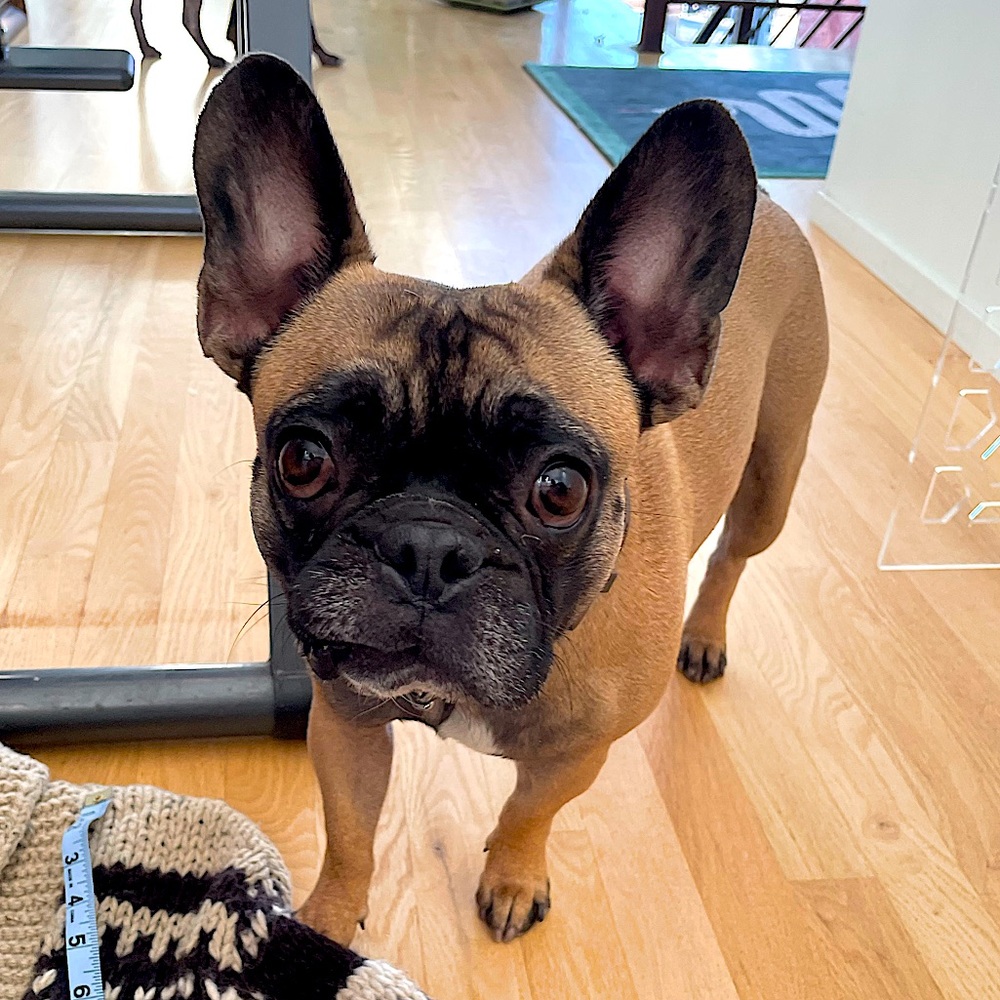Frenchie